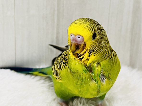 最新画像更新✨しましま🌀逆に希少カラー🍀ノーマルカラーのセキセイインコ(ヒナ)入荷しました❤️ セキセイインコ