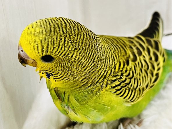最新画像更新✨しましま🌀逆に希少カラー🍀ノーマルカラーのセキセイインコ(ヒナ)入荷しました❤️ セキセイインコ