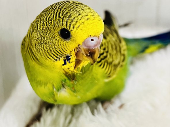 最新画像更新✨しましま🌀逆に希少カラー🍀ノーマルカラーのセキセイインコ(ヒナ)入荷しました❤️ セキセイインコ
