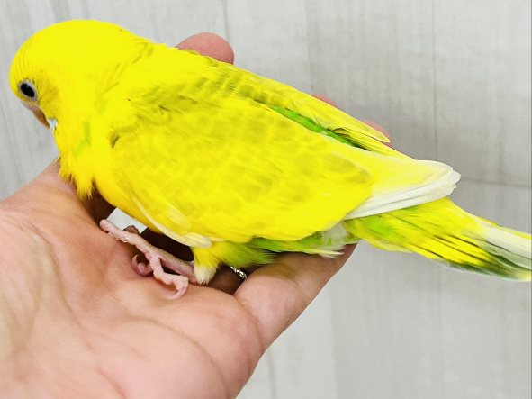 色変わり💓将来お楽しみカラー💛綺麗なセキセイインコのヒナ入荷しました❤️ セキセイインコ