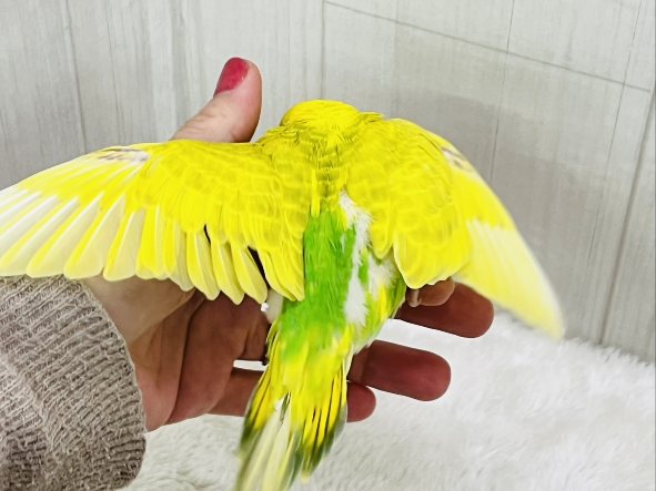 色変わり💓将来お楽しみカラー💛綺麗なセキセイインコのヒナ入荷しました❤️ セキセイインコ