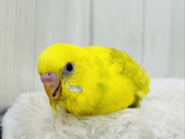 色変わり💓将来お楽しみカラー💛綺麗なセキセイインコのヒナ入荷しました❤️ セキセイインコ