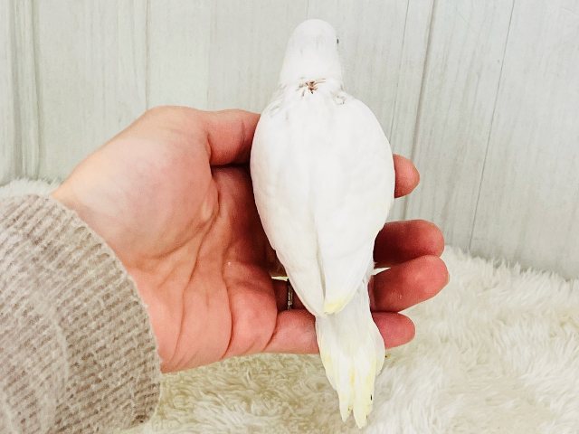 まっ白い羽に際立つ黒い瞳ʚ♥ɞセキセイインコのヒナ(ダブルファクター)入荷しました❤️ セキセイインコ
