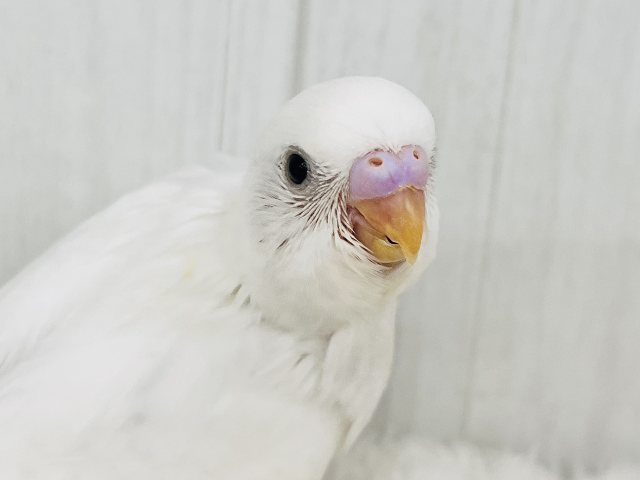 まっ白い羽に際立つ黒い瞳ʚ♥ɞセキセイインコのヒナ(ダブルファクター)入荷しました❤️ セキセイインコ
