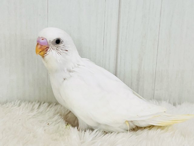 まっ白い羽に際立つ黒い瞳ʚ♥ɞセキセイインコのヒナ(ダブルファクター)入荷しました❤️ セキセイインコ