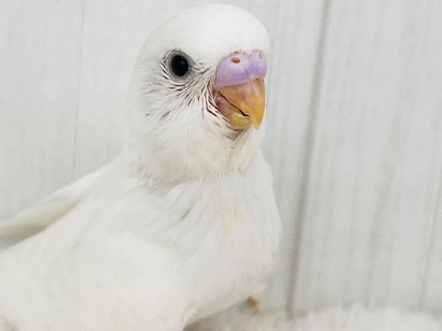 まっ白い羽に際立つ黒い瞳ʚ♥ɞセキセイインコのヒナ(ダブルファクター)入荷しました❤️ セキセイインコ