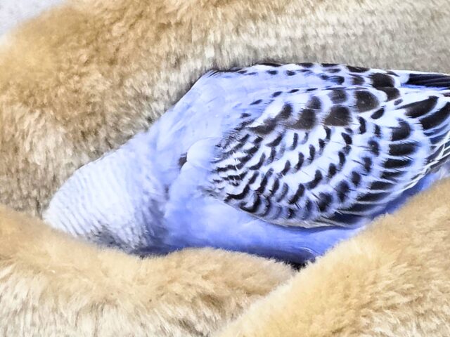 最新画像になります☆可愛さ溢れるお宝さん🩵✨ セキセイインコ(ブルーオパーリン) セキセイインコ