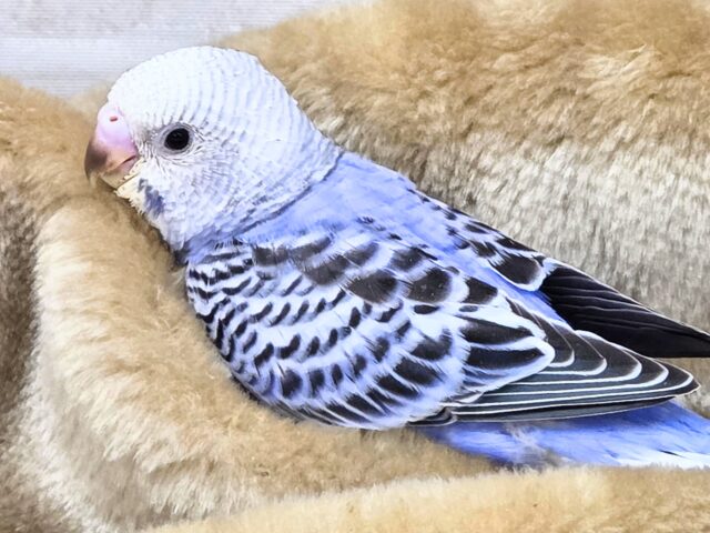 最新画像になります☆可愛さ溢れるお宝さん🩵✨ セキセイインコ(ブルーオパーリン) セキセイインコ