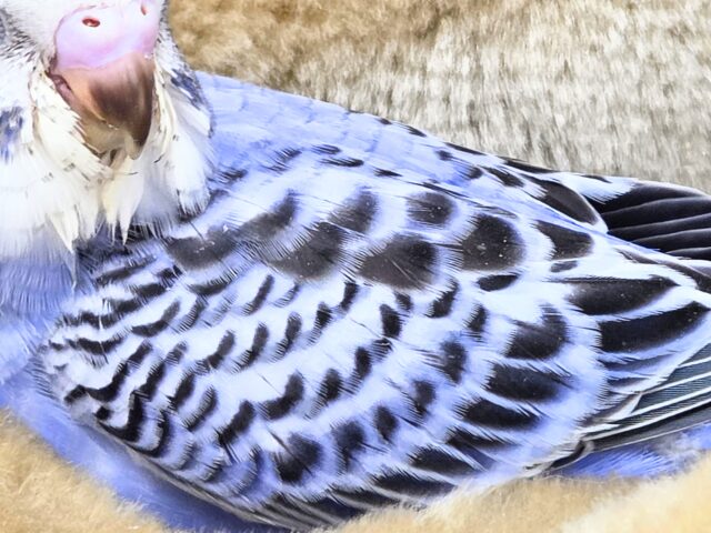 最新画像になります☆可愛さ溢れるお宝さん🩵✨ セキセイインコ(ブルーオパーリン) セキセイインコ