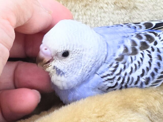 最新画像になります☆可愛さ溢れるお宝さん🩵✨ セキセイインコ(ブルーオパーリン) セキセイインコ