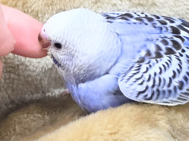 最新画像になります☆可愛さ溢れるお宝さん🩵✨ セキセイインコ(ブルーオパーリン) セキセイインコ