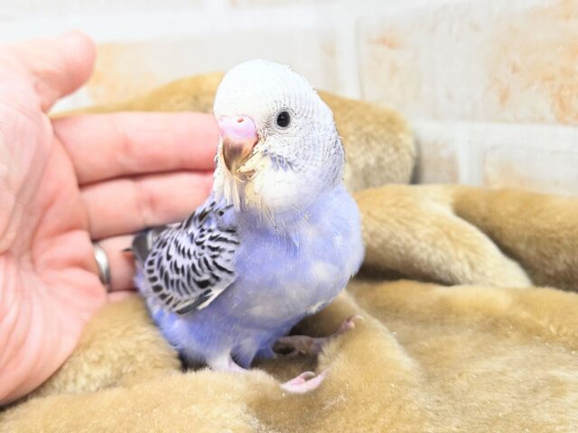 最新画像になります☆可愛さ溢れるお宝さん🩵✨ セキセイインコ(ブルーオパーリン) セキセイインコ