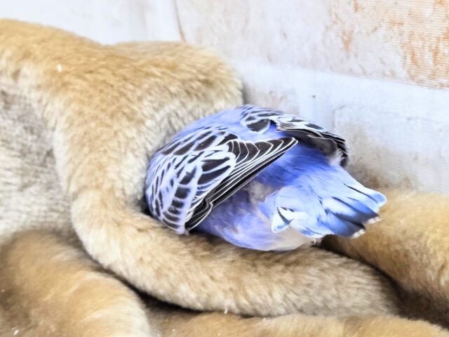 最新画像になります☆可愛さ溢れるお宝さん🩵✨ セキセイインコ(ブルーオパーリン) セキセイインコ