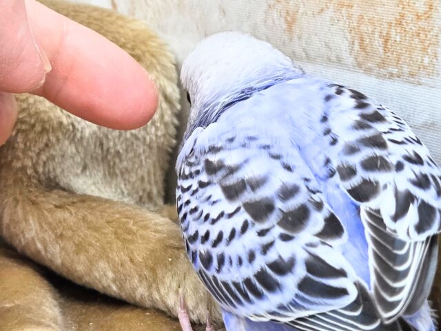 最新画像になります☆可愛さ溢れるお宝さん🩵✨ セキセイインコ(ブルーオパーリン) セキセイインコ