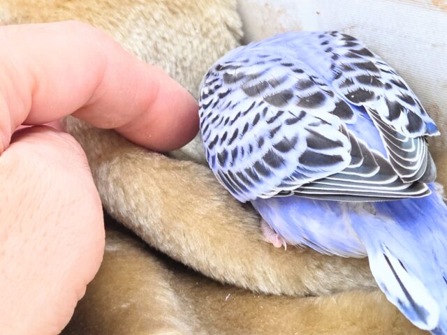 最新画像になります☆可愛さ溢れるお宝さん🩵✨ セキセイインコ(ブルーオパーリン) セキセイインコ