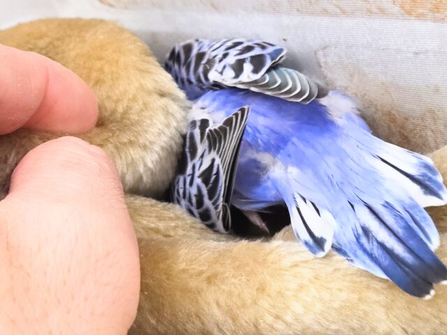 最新画像になります☆可愛さ溢れるお宝さん🩵✨ セキセイインコ(ブルーオパーリン) セキセイインコ