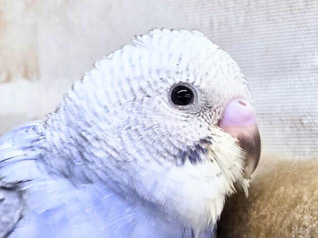 最新画像になります☆可愛さ溢れるお宝さん🩵✨ セキセイインコ(ブルーオパーリン) セキセイインコ