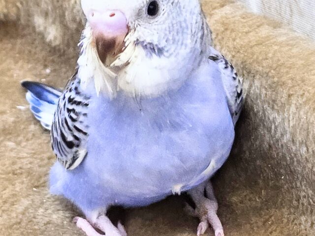 最新画像になります☆可愛さ溢れるお宝さん🩵✨ セキセイインコ(ブルーオパーリン) セキセイインコ