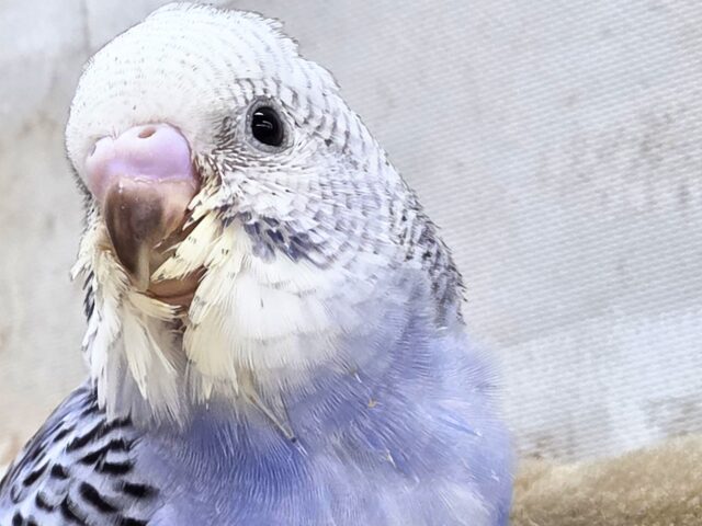 最新画像になります☆可愛さ溢れるお宝さん🩵✨ セキセイインコ(ブルーオパーリン) セキセイインコ
