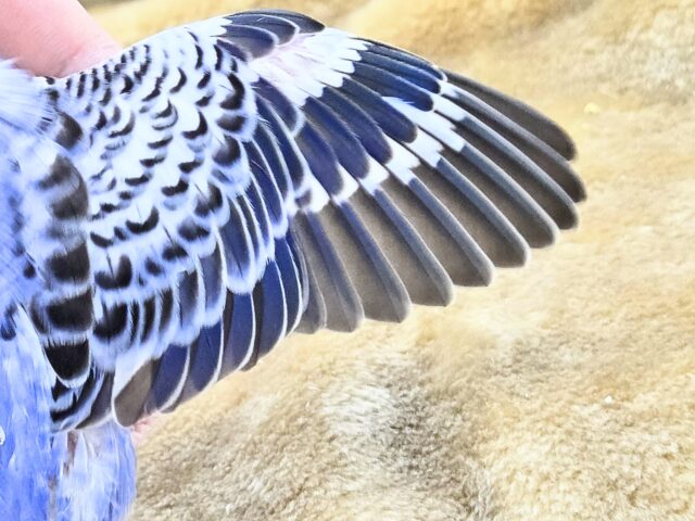 最新画像になります☆可愛さ溢れるお宝さん🩵✨ セキセイインコ(ブルーオパーリン) セキセイインコ