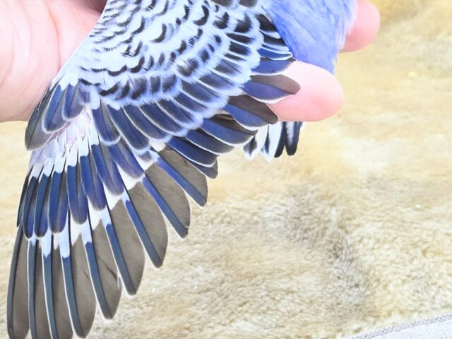 最新画像になります☆可愛さ溢れるお宝さん🩵✨ セキセイインコ(ブルーオパーリン) セキセイインコ