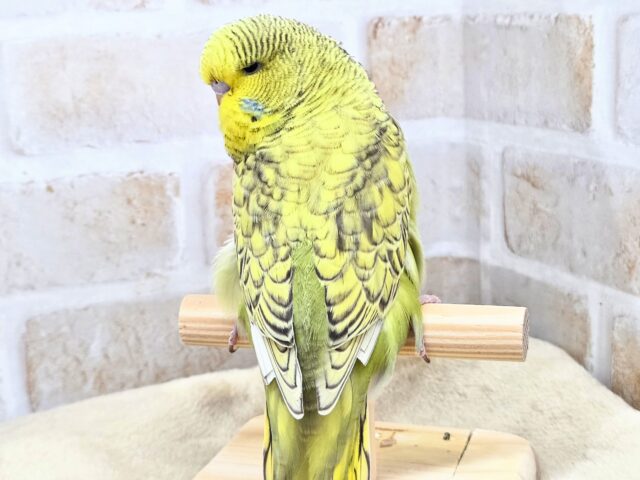 最新画像になります☆小顔マッサージ、は効きません♨ ジャンボセキセイインコ スパングル~~ ジャンボセキセイインコ
