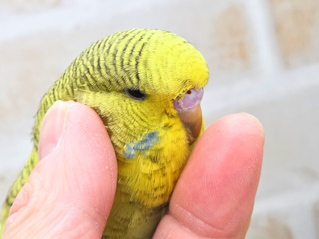最新画像になります☆小顔マッサージ、は効きません♨ ジャンボセキセイインコ スパングル~~ ジャンボセキセイインコ