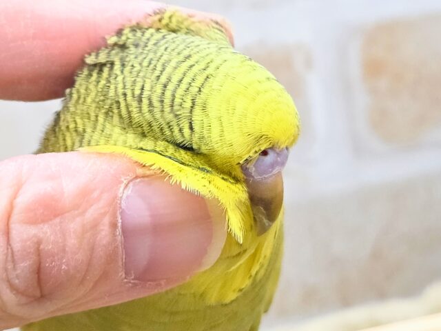 最新画像になります☆小顔マッサージ、は効きません♨ ジャンボセキセイインコ スパングル~~ ジャンボセキセイインコ