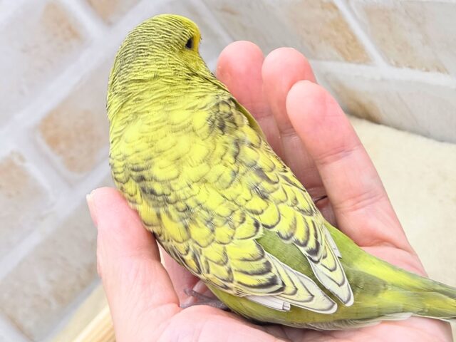 ジャンボセキセイインコ