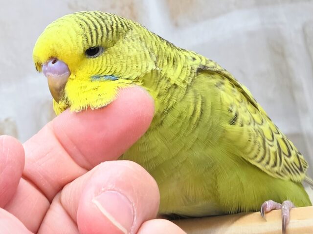 最新画像になります☆小顔マッサージ、は効きません♨ ジャンボセキセイインコ スパングル~~ ジャンボセキセイインコ