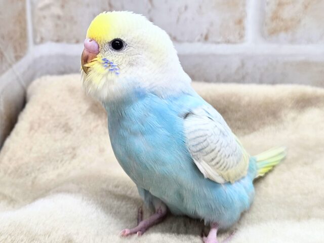 最新画像になります☆美麗な模様です✨✨ セキセイインコ(パステルレインボースパングル) セキセイインコ