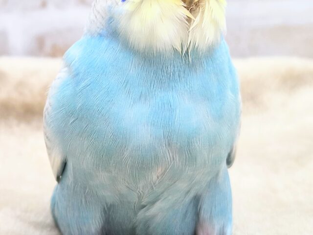 最新画像になります☆美麗な模様です✨✨ セキセイインコ(パステルレインボースパングル) セキセイインコ