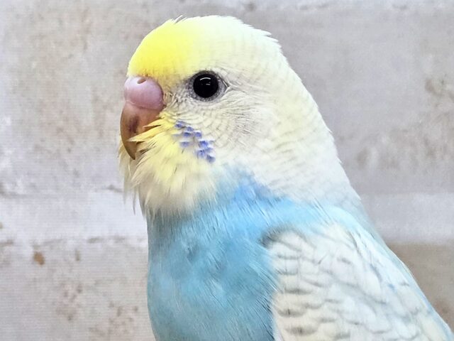 最新画像になります☆美麗な模様です✨✨ セキセイインコ(パステルレインボースパングル) セキセイインコ