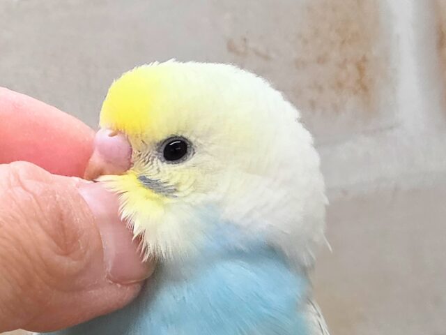 最新画像になります☆美麗な模様です✨✨ セキセイインコ(パステルレインボースパングル) セキセイインコ