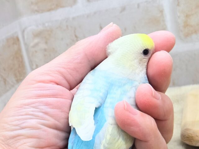 最新画像になります☆美麗な模様です✨✨ セキセイインコ(パステルレインボースパングル) セキセイインコ