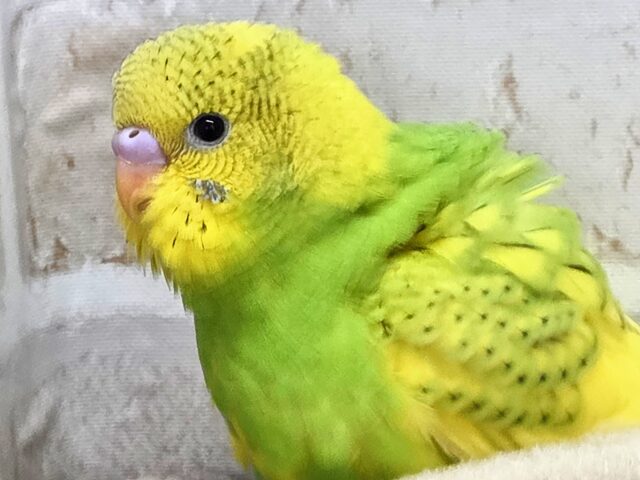 最新画像になります☆春到来🌸新緑カラー💛💚 セキセイインコ(スパングルパイド) セキセイインコ