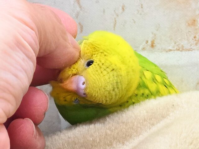 最新画像になります☆春到来🌸新緑カラー💛💚 セキセイインコ(スパングルパイド) セキセイインコ