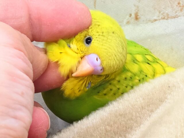 最新画像になります☆春到来🌸新緑カラー💛💚 セキセイインコ(スパングルパイド) セキセイインコ