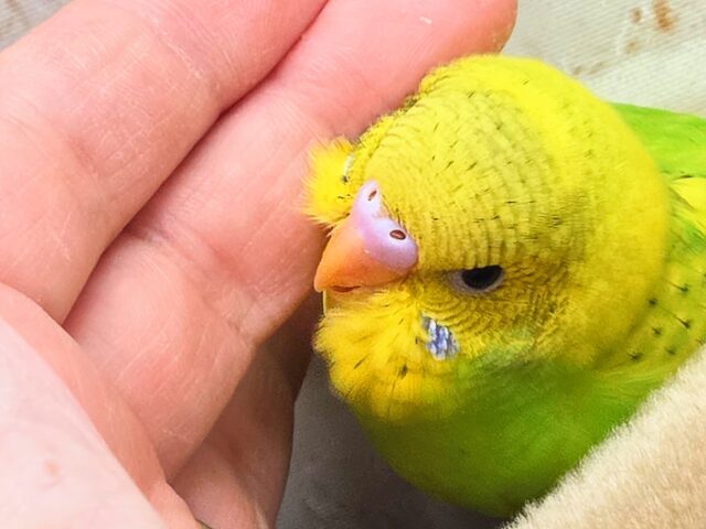 最新画像になります☆春到来🌸新緑カラー💛💚 セキセイインコ(スパングルパイド) セキセイインコ