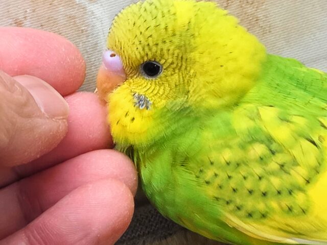 最新画像になります☆春到来🌸新緑カラー💛💚 セキセイインコ(スパングルパイド) セキセイインコ