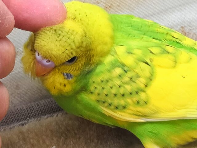 最新画像になります☆春到来🌸新緑カラー💛💚 セキセイインコ(スパングルパイド) セキセイインコ