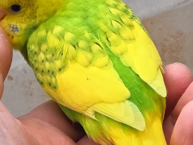 最新画像になります☆春到来🌸新緑カラー💛💚 セキセイインコ(スパングルパイド) セキセイインコ
