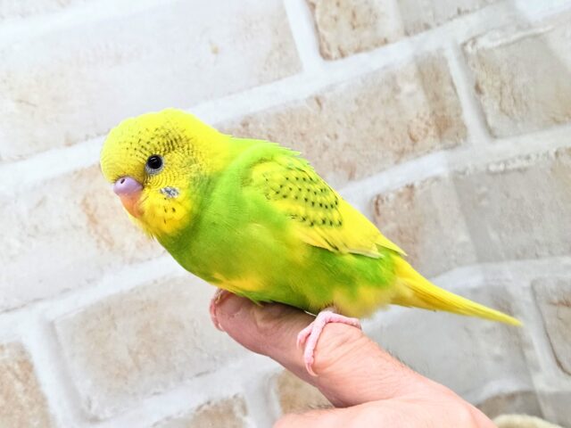 最新画像になります☆春到来🌸新緑カラー💛💚 セキセイインコ(スパングルパイド) セキセイインコ