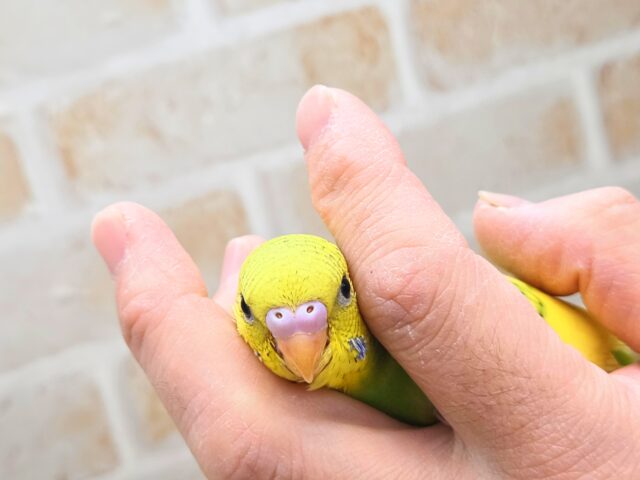 最新画像になります☆春到来🌸新緑カラー💛💚 セキセイインコ(スパングルパイド) セキセイインコ