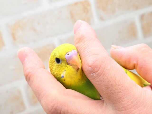 最新画像になります☆春到来🌸新緑カラー💛💚 セキセイインコ(スパングルパイド) セキセイインコ