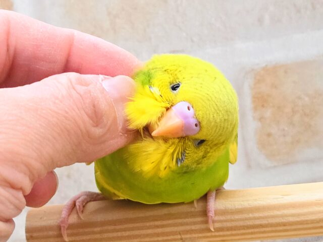 最新画像になります☆春到来🌸新緑カラー💛💚 セキセイインコ(スパングルパイド) セキセイインコ