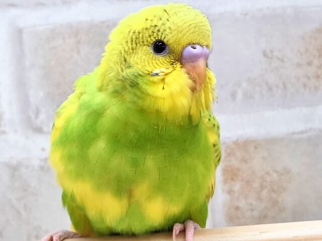 最新画像になります☆春到来🌸新緑カラー💛💚 セキセイインコ(スパングルパイド) セキセイインコ