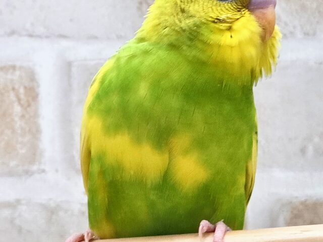 最新画像になります☆春到来🌸新緑カラー💛💚 セキセイインコ(スパングルパイド) セキセイインコ
