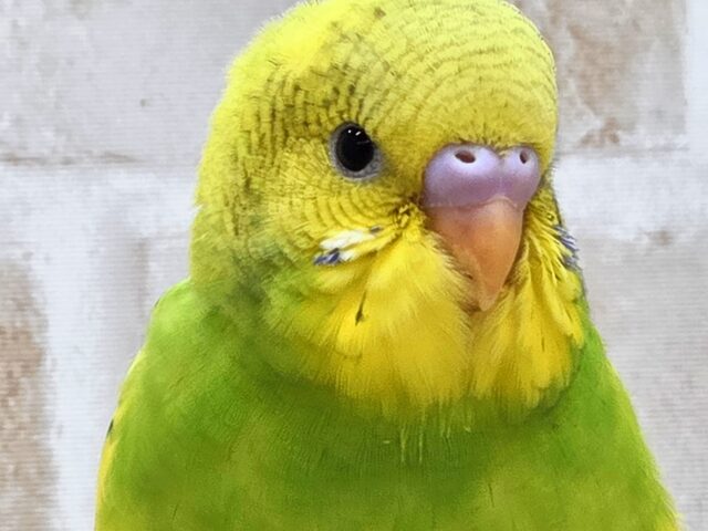 最新画像になります☆春到来🌸新緑カラー💛💚 セキセイインコ(スパングルパイド) セキセイインコ