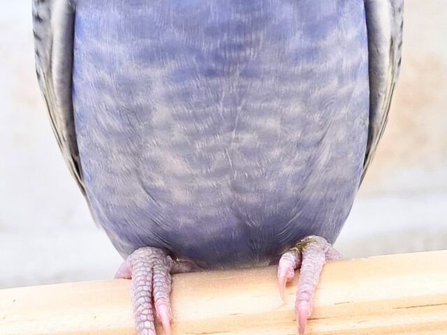 最新画像になります☆気ままさに、クスッと~~♪ セキセイインコ YFバイレットスパングル~~ セキセイインコ